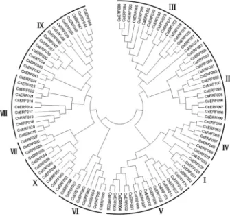 Figure 1 - Phylogenetic analysis of 103 cucumber ERF proteins. An unrooted neighbor-joining phylogenetic tree was constructed using MEGA4 for the multiple sequence alignment of 103 cucumber ERF  pro-tein sequences
