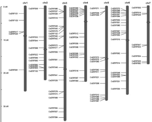 Figure 4 - Chromosomal localization of 103 cucumber ERF genes. The scale is in megabases (Mb)