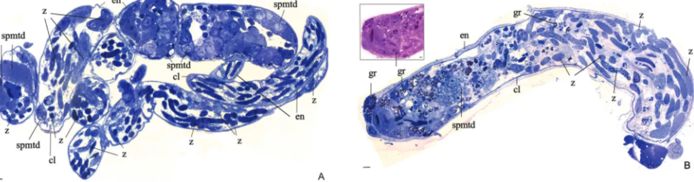 Figure 3 - Semi-thin histological sections of Zaprionus indianus (A) and Zaprionus sepsoides (B), showing spermatids (spmtd), followed by spermatozoid bundles arranged transversely and longitudinally (z)