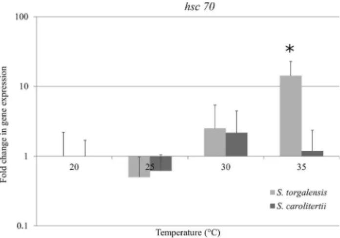 Figure 4 - Fold change in hsc70 transcript expression in S. torgalensis and S. carolitertii compared to 20 °C (control condition), as assessed by semi-quantitative PCR