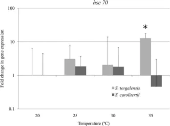 Figure 5 - Fold change in hsc70 transcript expression in S. torgalensis and S. carolitertii compared to 20 °C (control condition), as assessed by real-time PCR