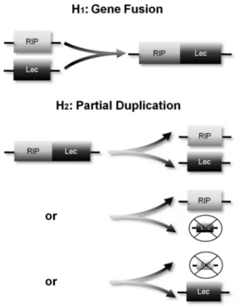 Figure 7 - Hypotheses to explain the appearance of type II RIPs and their putative return to the independent, separate domains of type I RIPs and lectins