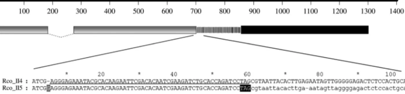 Figure 2 - Structures of the 29852.t001982 (Rco_II5) and 29988.t000011 (ricin-agglutinin family protein) genes and the sequence alignment of Rco_II5 and Rco_II4