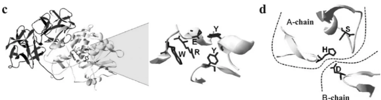 Figure 3 (cont.) - (c) A crystallographic model of ricin (pdb 2AAi) with the A chain in gray and the B chain in black