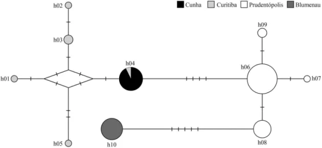 Figure 2 - mtDNA haplotype network for Plebeia remota.