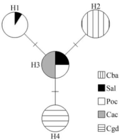 Figure 2 - Media joining network of concatenated partial sequences of the COI and CytB mtDNA genes of samples of Partamona mulata showing the relationships among the haplotypes identified in this work