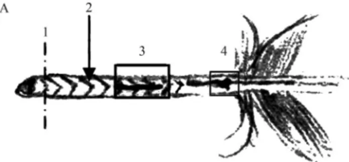 Figure 1 - General view of a typical flight feather: The four different areas of the calamus that were tested are shown: (1) tip, (2) inner membrane, (3) blood clot outside the umbilicus, and (4) umbilicus clot