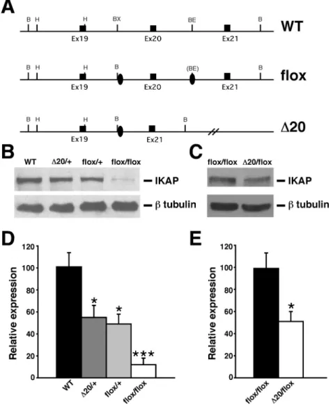 Figure 3 - Generation and molecular characterization of FD mouse models. (A) Schematic representation of wild-type allele (WT), Ikbkap flox allele (flox), and Ikbkap allele lacking exon 20 (D20)