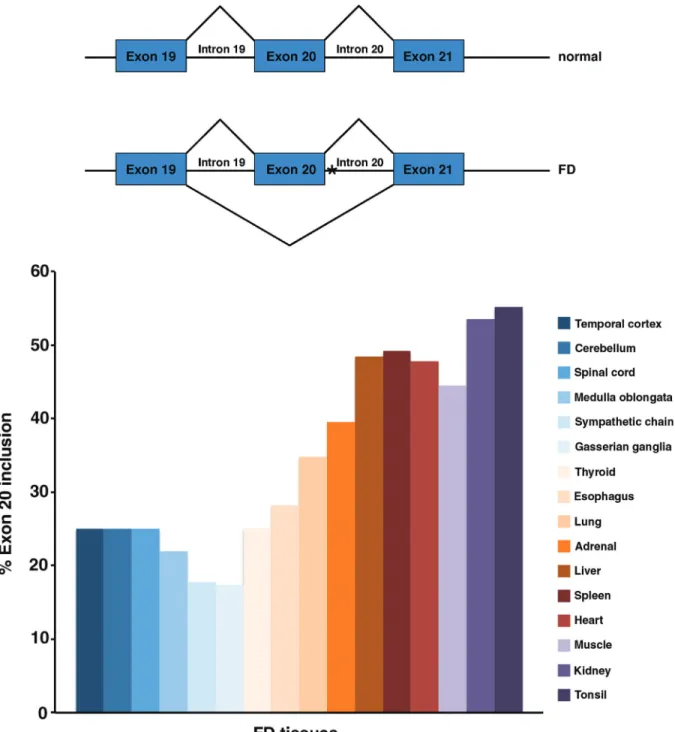 Figure 1 - FD major haplotype mutation leads to tissue-specific exon 20 skipping in Ikbkap mRNA