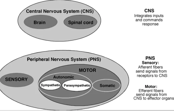 Figure 2 - Simplified schematic representation of the Nervous System. The Central Nervous System (CNS), consists of brain and spinal cord, receives in- in-puts from the Peripheral Nervous System (PNS) afferent (sensory) fibers, integrates the signals and c