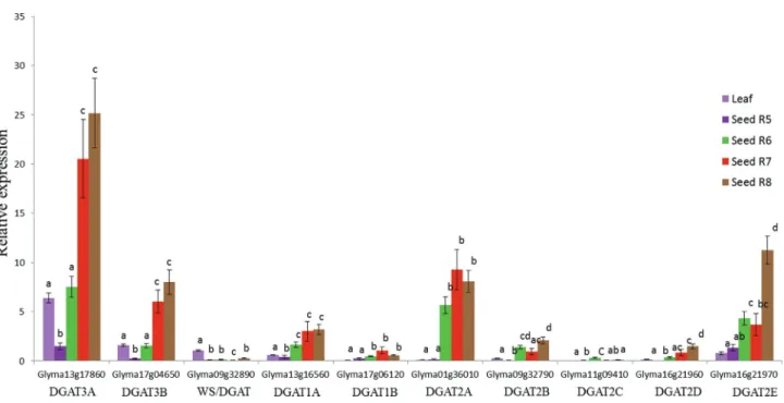 Figure 5 - Expression profiles of the DGAT1, DGAT2, DGAT3 and WS/DGAT genes during soybean seed development using RT-qPCR analysis