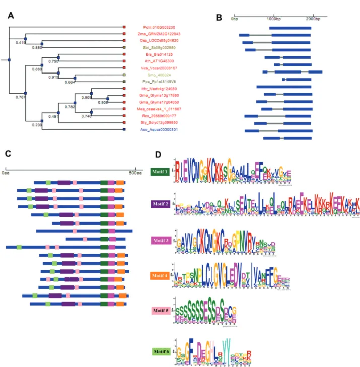 Figure 2 - DGAT3 gene structure and organization in plant genomes. Dendrogram of sequences clustered according to the presence and similarity of identified protein motifs (A)