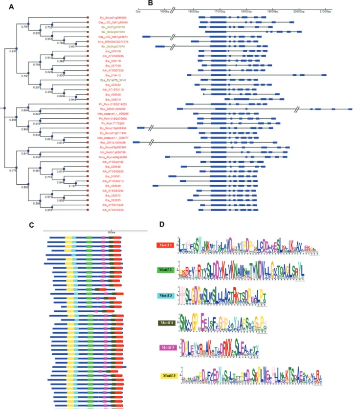 Figure 3 - WS/DGAT gene structure and organization and conserved motifs identified in plant genomes