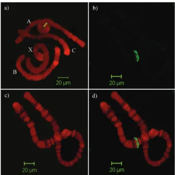 Figure 5 - Transcription profiles of the Rhynchosciara americana canoni- canoni-cal histone genes during larval development through absolute  quantifica-tion