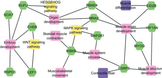 Figure 1 - Functional gene networks and their interactions, showing the relationship between 13 genes (green)