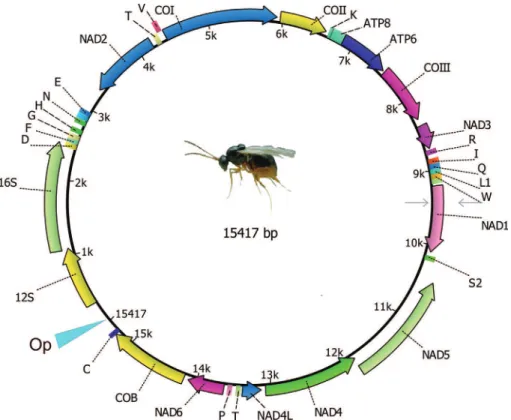 Figure 1 - Summary of L. boulardi mitochondrial genome content and organization. ND1-6 and 4L refer to NADH dehydrogenase subunits 1-6 and 4L, COI-III refers to cytochrome c oxidase subunits 1-3, ATP6 and ATP8 refer to ATPase subunits 6 and 8, and Cyt b re