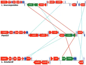 Figure 2 also shows a synteny comparison of the Ibalia leucospoides mitochondrial genome with PanGo.