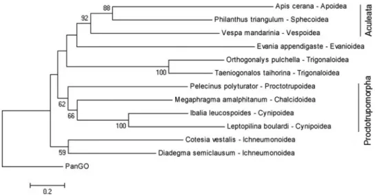 Figure 3 - Maximum likelihood phylogenetic tree based on the amino acid sequences of 13 mitochondrial protein-coding genes for some representatives of the Aprocrita superfamilies