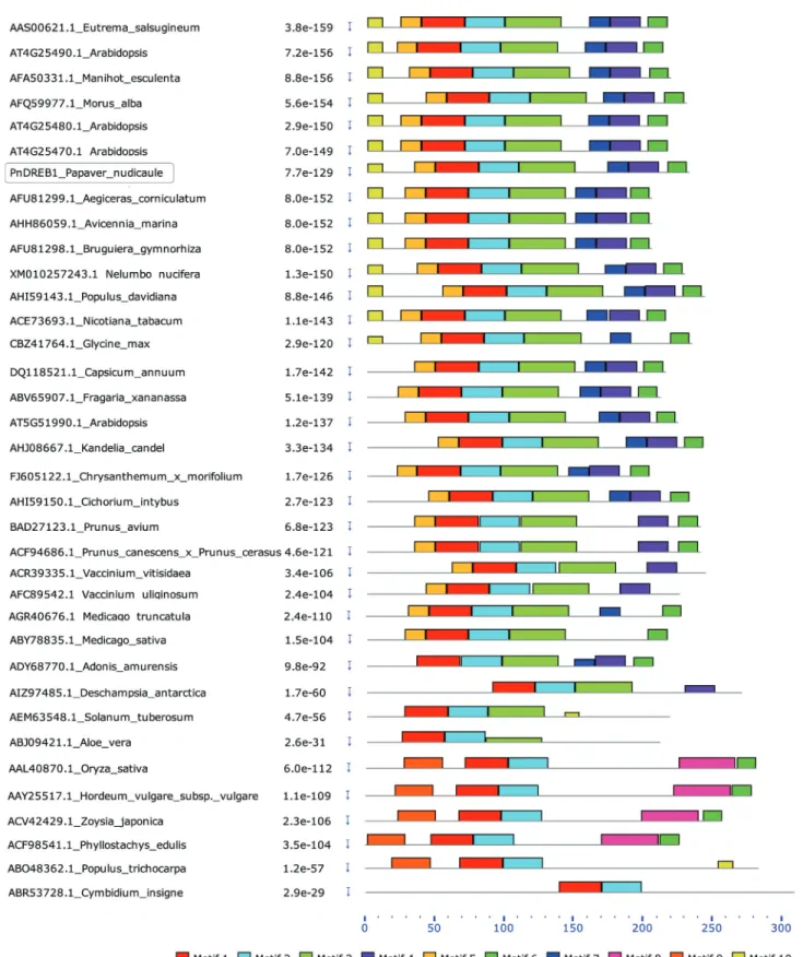 Figure 2 - Comparison of protein motifs of 35 DREB1s from diverse dicot and monocot species