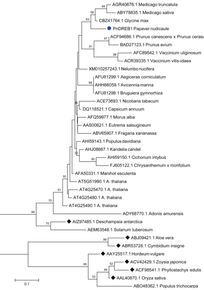 Figure 4 - Phylogenetic tree based on the deduced amino acid sequences of AP2/ERF domain of 35 DREB1s