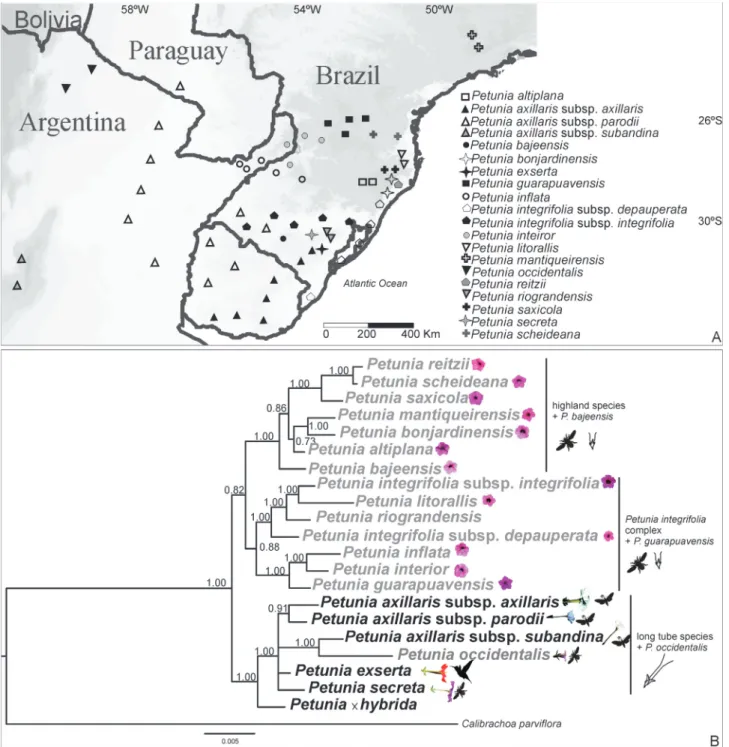 Figure 1 - Bayesian inference phylogeny and geographic distribution of Petunia species