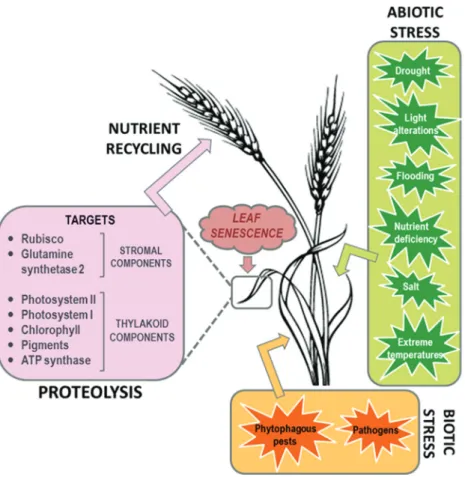 Figure 1 - Physiological events involved in induced-senescence mediated by biotic/abiotic stresses