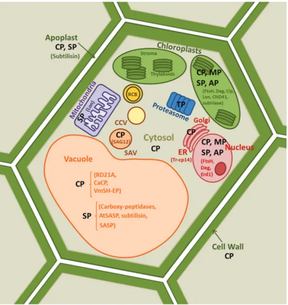 Figure 2 - Location of plant proteases in different cellular compartments involved in plant senescence