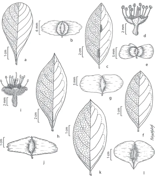 Figura 2. a-b.  Terminalia amazonia (A. Ducke 77 ). a. Folha, b. Fruto. c-e.  T. glabrescens 