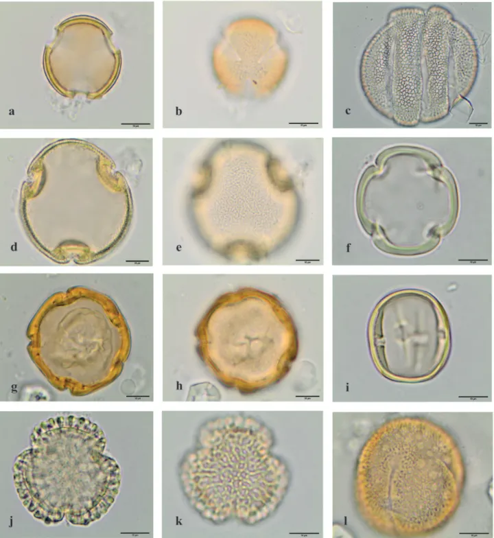 Figure 10. Light microscopy photographs of pollen grains observed in the royal jelly samples