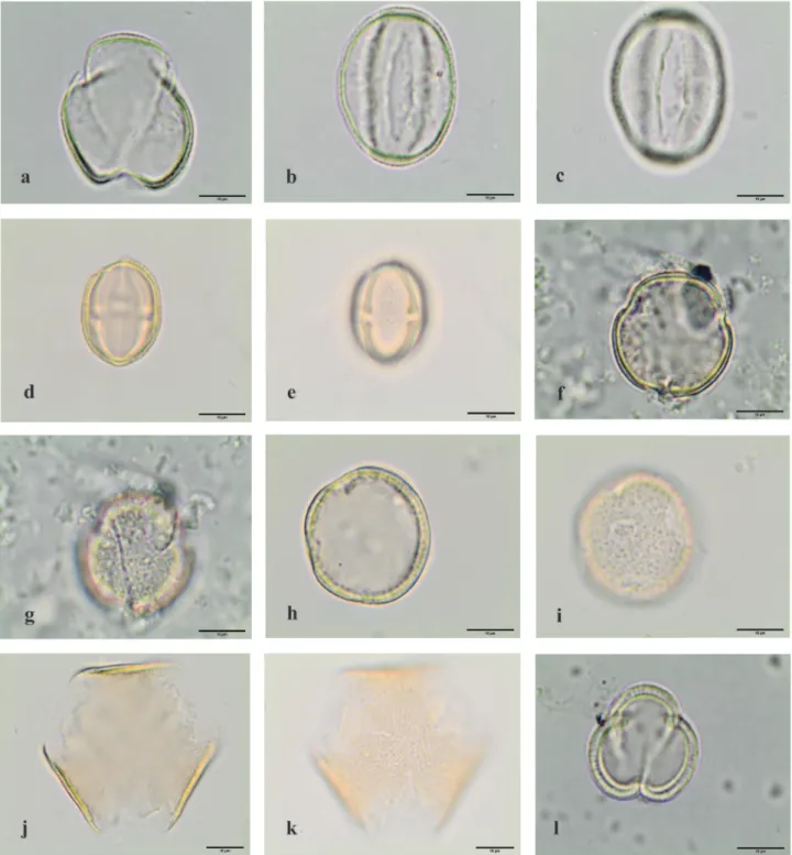Figure 11. Light microscopy photographs of pollen grains observed in the royal jelly samples