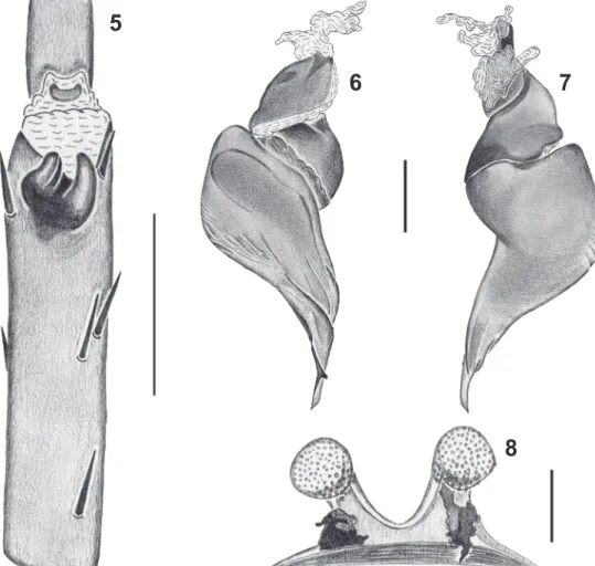 Figs 5-8. Munduruku bicoloratum gen. nov., sp. nov. Male holotype (MPEG 19026): 5, tibial apophysies, ventral; 6, 7, copulatory bulb prolateral  and retrolateral, respectively