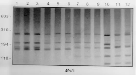 Fig. 3: 6 % silver stained polyacrylamide gels showing the RFLPs profiles obtained following the digesting of the rRNA ITS with Mnl I