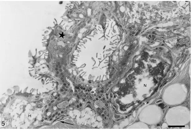 Fig. 5: E-PTA in gut lumen exhibiting an hematin cell with nucleus (N), vacuoles with pigments of hematin not labeled (H), system of membrane tubules and sacs in the cytoplasm (star) and a basal syncytium (arrow)