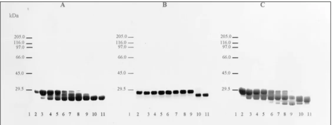 Fig. 2: time course processing of Cyt1Ab1 toxin with different proteases. A: proteolysis by Culex quinquefasciatus gut extract;