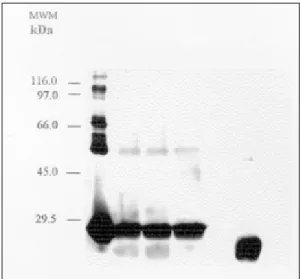 Fig. 3: comparative analysis of the in vitro proteolytic pro- pro-cessing of the Cyt1Ab1 toxin of Bacillus thuringiensis subsp.