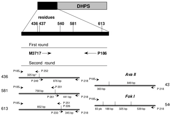 Fig. 2: strategy of the  nested polymerase chain reaction (PCR)  for  dihydropteroate synthase mutation analysis