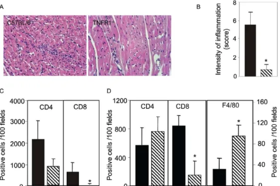 Fig. 2: reduction of heart inflammation mainly due to decreased accumulation of CD8 +  T cells in T