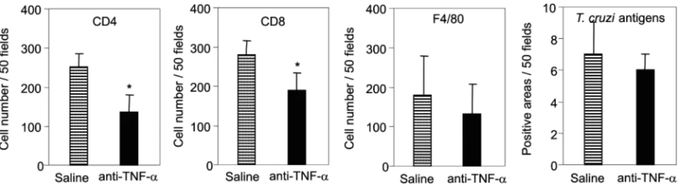 Fig. 5: reduction of myocarditis formation in anti-TNF-α-treated T. cruzi-infected mice in absence of parasite burden