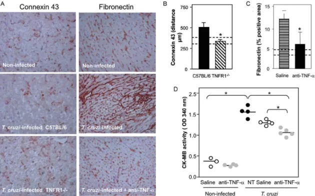 Fig. 6: beneficial effects of abrogation of TNF-α signaling via TNFR1 and TNF-α modulation by anti-TNF-α treatment in heart of T