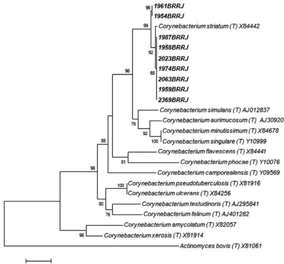 Fig. 2: phylogenetic tree based on neighbour-joining method using 16S rRNA gene sequences