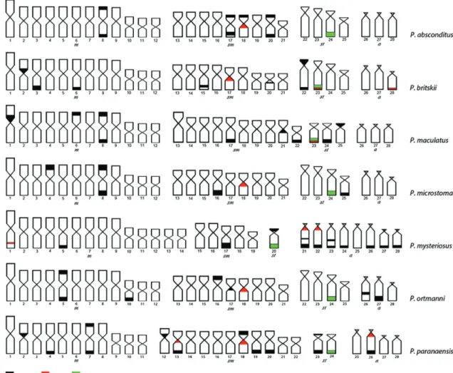 Fig. 6. Idiogram for the seven studied Pimelodus species with data obtained with different methodologies
