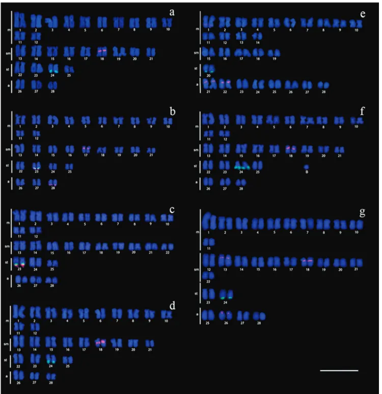 Fig. 3. Karyotypes after FISH with 5S rDNA probes (red) and 18S rDNA probe (green). a