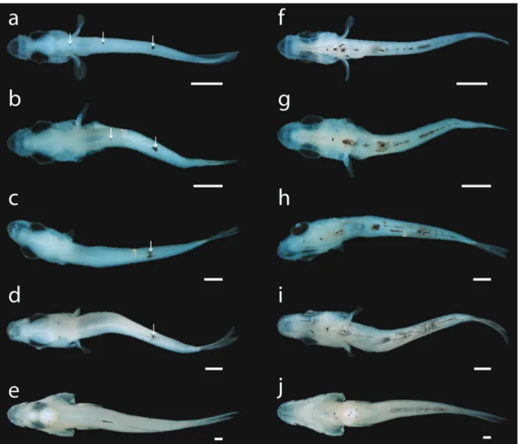 Fig. 3.  Larvae and juveniles of Centropomus poeyi (TCWC 19680.01) in dorsal and ventral view;  a, f