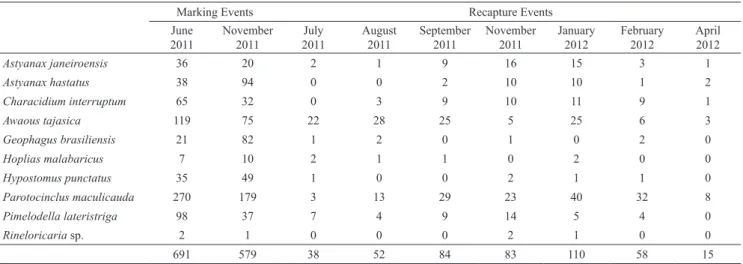 Tab. 1.  Number of marked (June and November / 2011) and recaptured (July, August, September and November / 2011 and  January, February and April / 2012) fish, of the ten studied species from Ubatiba stream system.