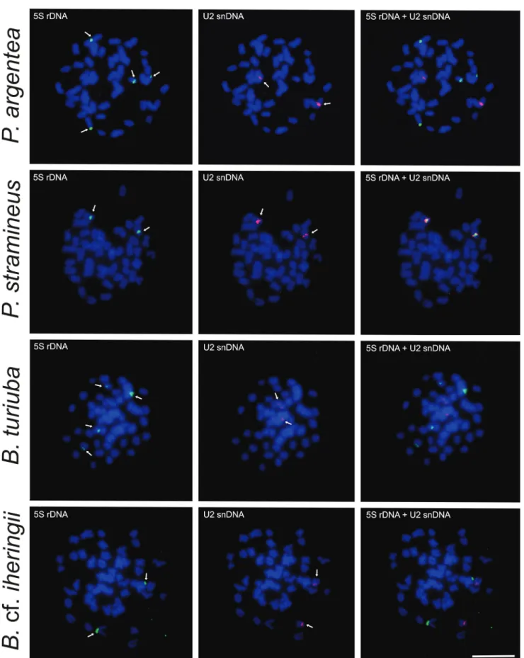 Fig. 1. Sequential metaphases of the chromosomal locations of U2 snDNA and 5S rDNA clusters using two-color FISH  in species of the genera Piabina, Piabarchus and Bryconamericus 
