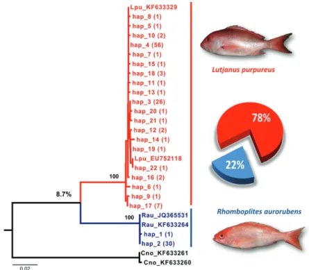 Fig. 1.  Neighbor-joining (NJ) tree constructed from a 600-bp of the COI gene, showing two clades, which indicates the  presence  of  two  species  among  the  fillets  labeled  as  “Pargo”;  the  nucleotide  divergence  between  the  species  (the  value 