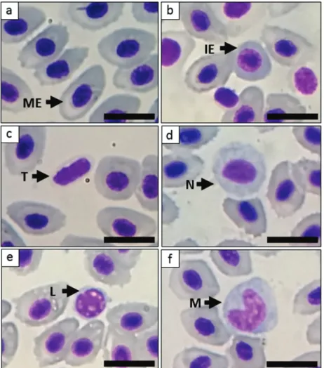 Fig. 1. Photomicrographs of a peripheral blood smear of Lutjanus jocu showing a corresponding sequence of images: a