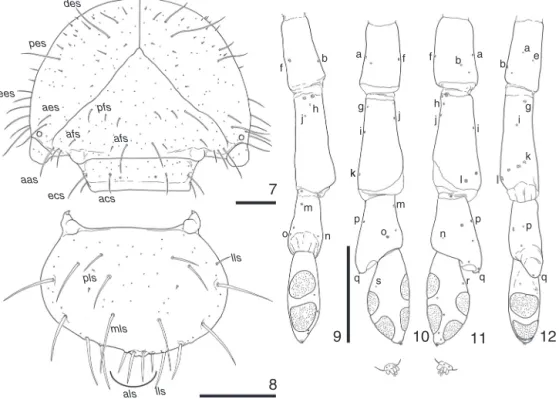 Fig. 44d), anterior pleural lobe with 4–5 thin setae, posterior pleu- pleu-ral lobe with 9–17, prothoracic lateral sclerite with 6–8 thin setae, anteromedial ventral lobe with 46–54, posterior ventral lobe bare.