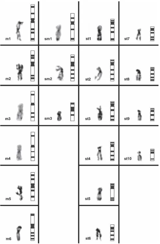 Figure 3.  Haploid  distribution  of  the  chromosomal  bands  (left  side  of  each  column)  and  schematic representation  of  the  in  situ  restriction banding  patterns (right side  of each column) obtained for the RE HaeIII in R