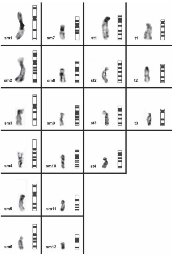 Figure 4.  Haploid  distribution  of  the  chromosomal  bands  (left  side  of  each  column)  and  schematic representation  of  the  in  situ  restriction banding  patterns (right  side  of each column) obtained for the RE Hae  III in C